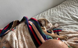 English Bulldog dogs for sale: Beautiful healthy boy  - Image 4