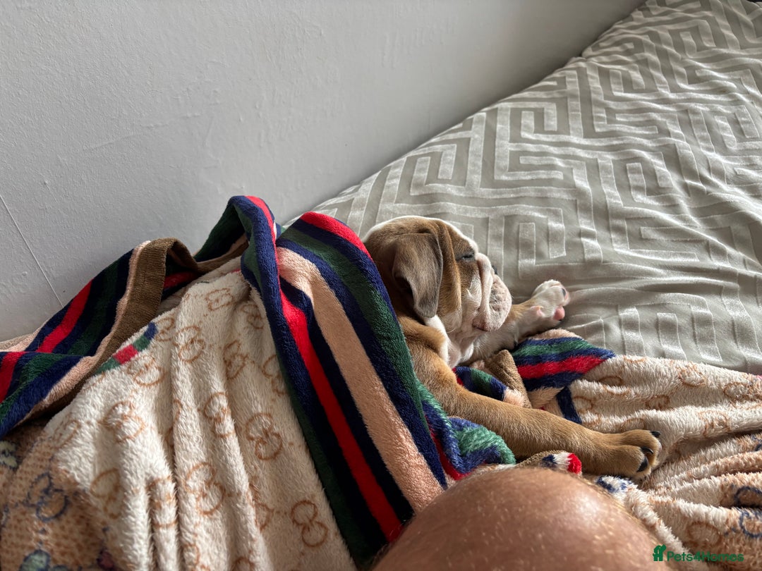 English Bulldog dogs for sale: Beautiful healthy boy  - Image 4