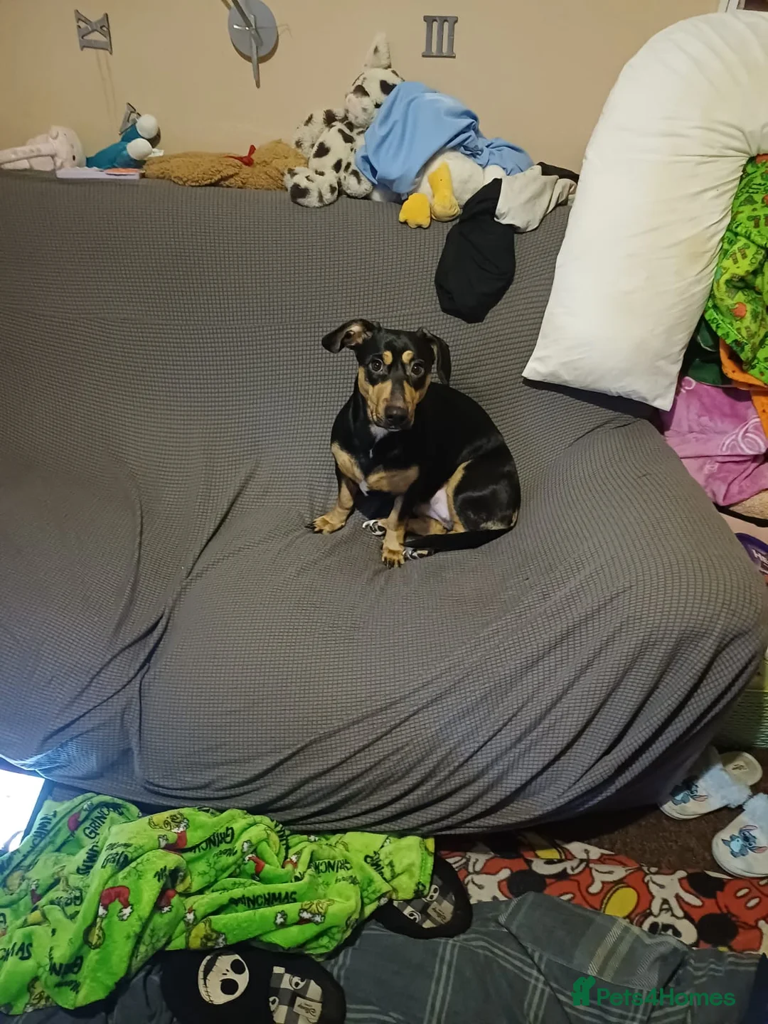 Mixed Breed dogs for adoption: ❤️ROSIE, A Loving Companion Looking for Security🐾 - Advert 1