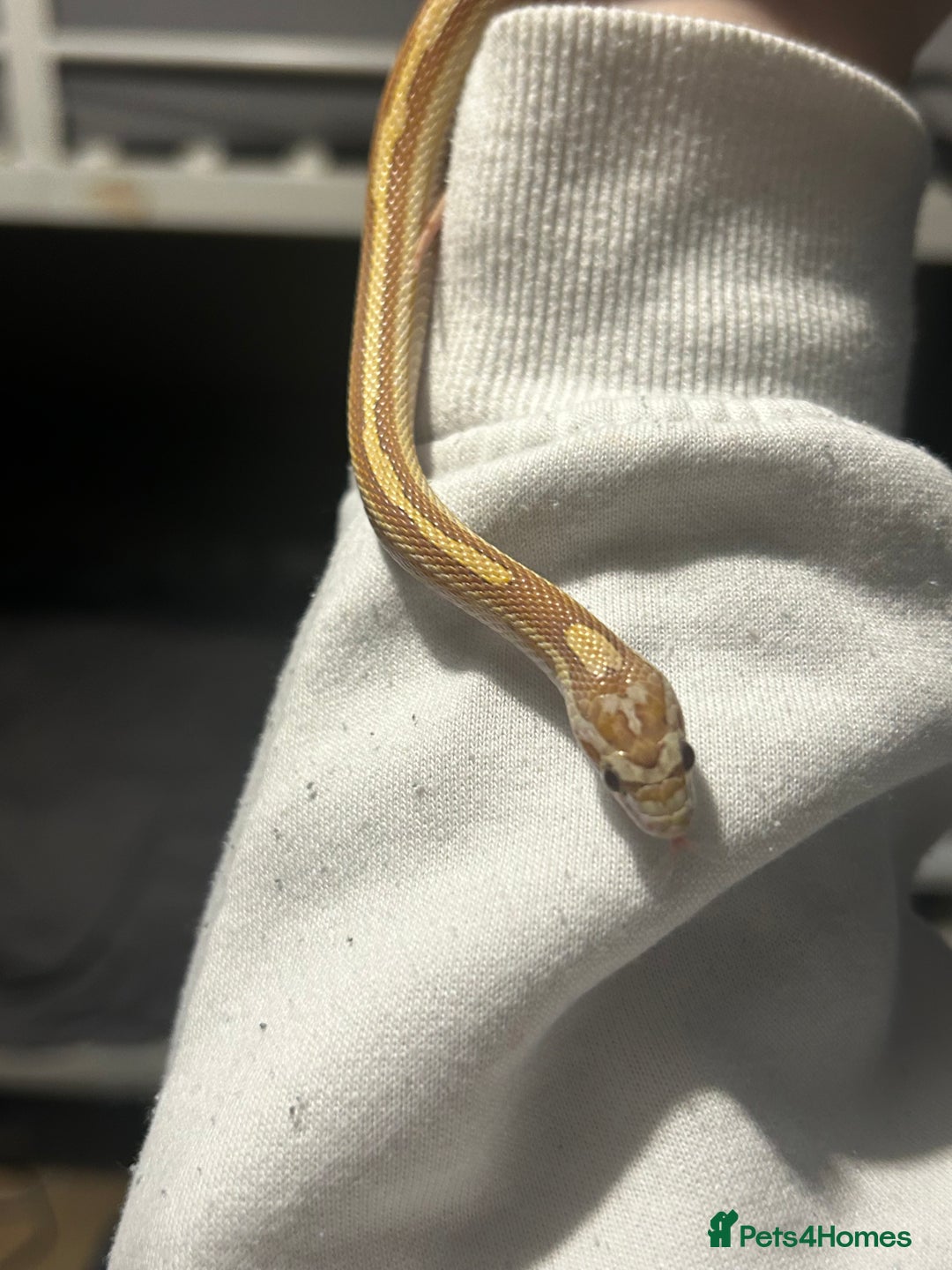 Corn Snake reptiles for sale: Elio the Strawberry ultra motley corn snake  - Advert 6