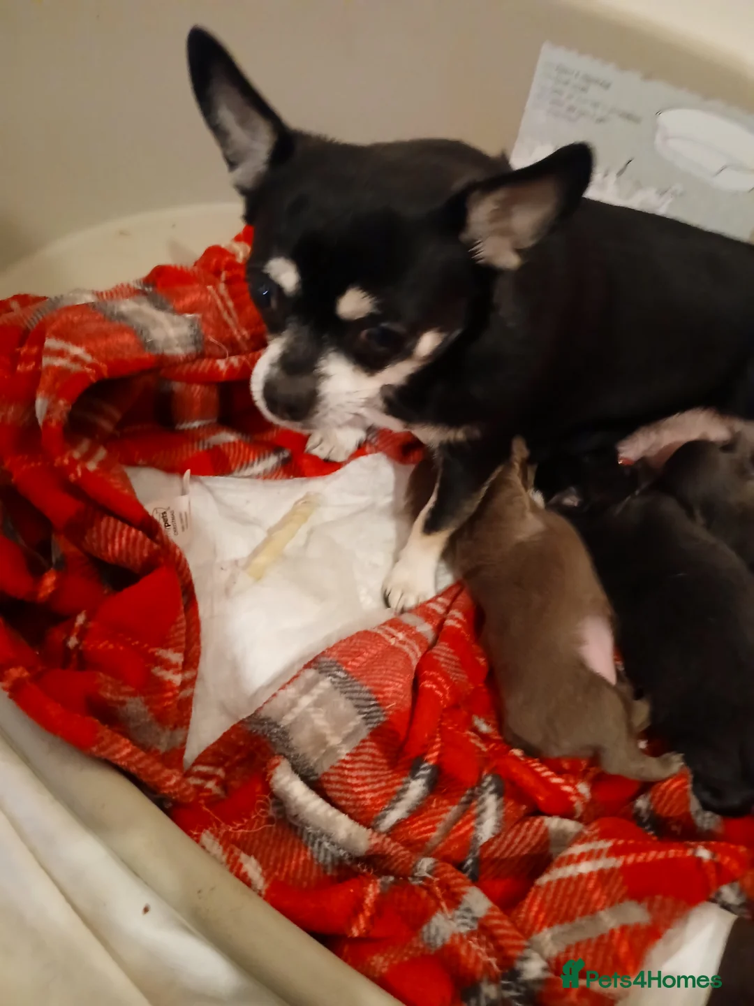 Chihuahua dogs for sale: Last little boy - Advert 9