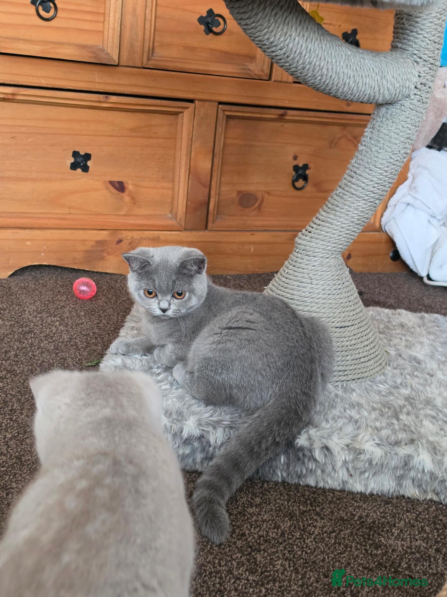 British Shorthair cats Gccf/tica ready now, blue girls lilac boys - Advert 1
