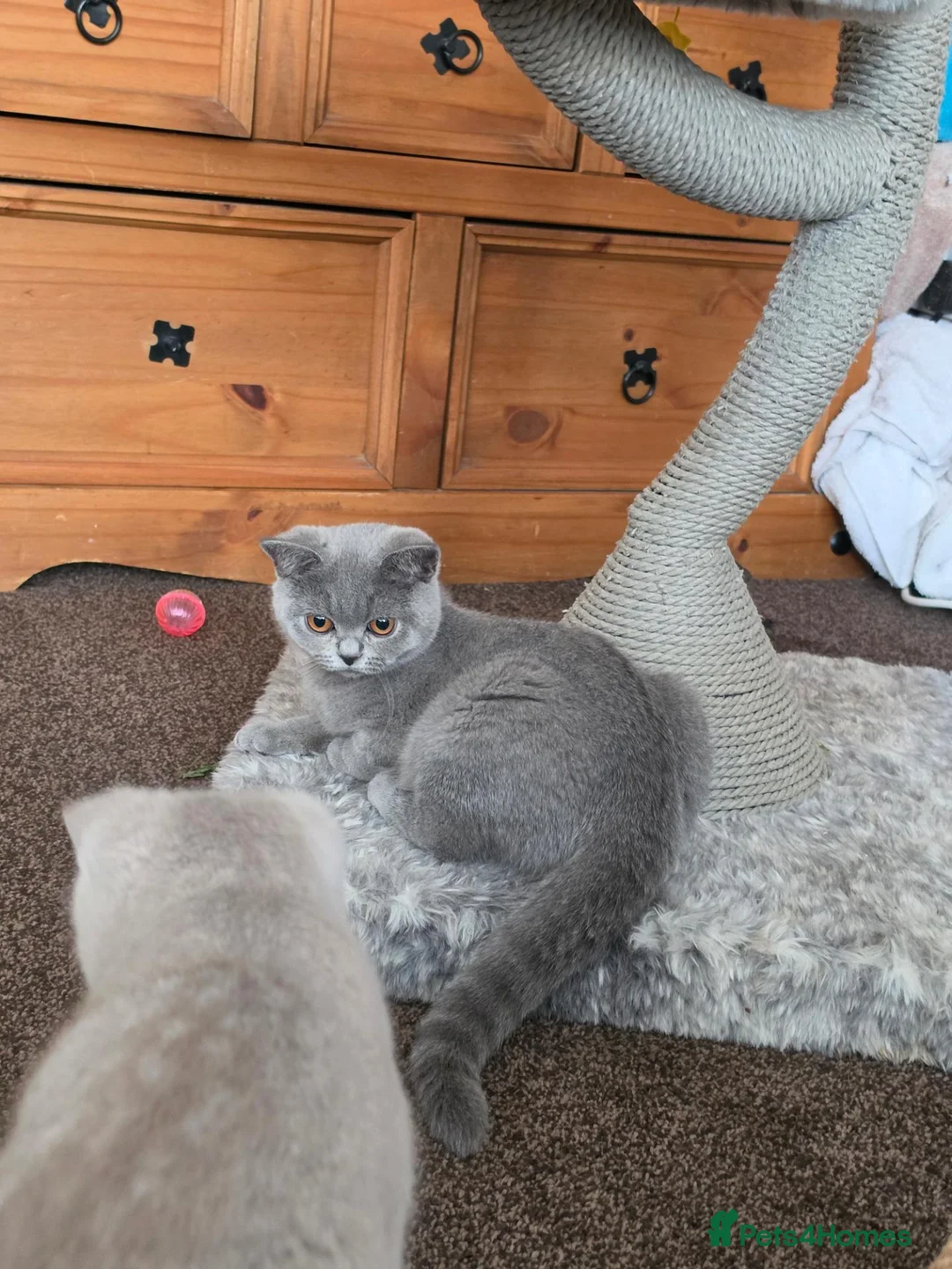 British Shorthair cats for sale: Gccf/tica ready now, blue girls lilac boys - Advert 1