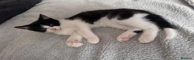 Domestic Shorthair Kitten 4
