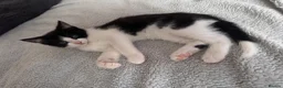 Domestic Shorthair cats for sale: 7 beautiful kittens for sale - Advert 12