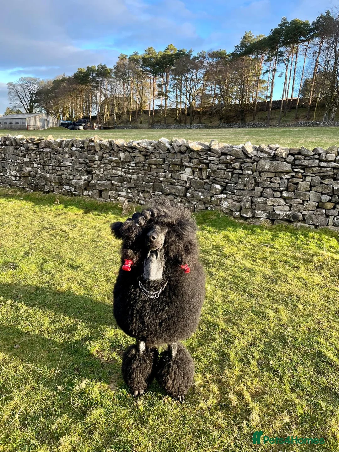 Standard Poodle dogs for sale: Seven Wonders of Standard Poodle Puppies - Advert 22