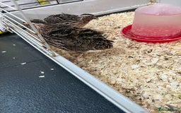 Quail poultry for sale: 2 male quails in Portsmouth - Image 2