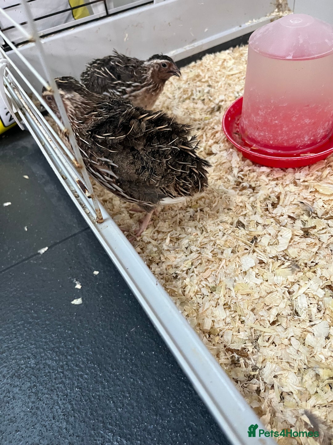 Quail poultry for sale: 2 male quails in Portsmouth - Image 2