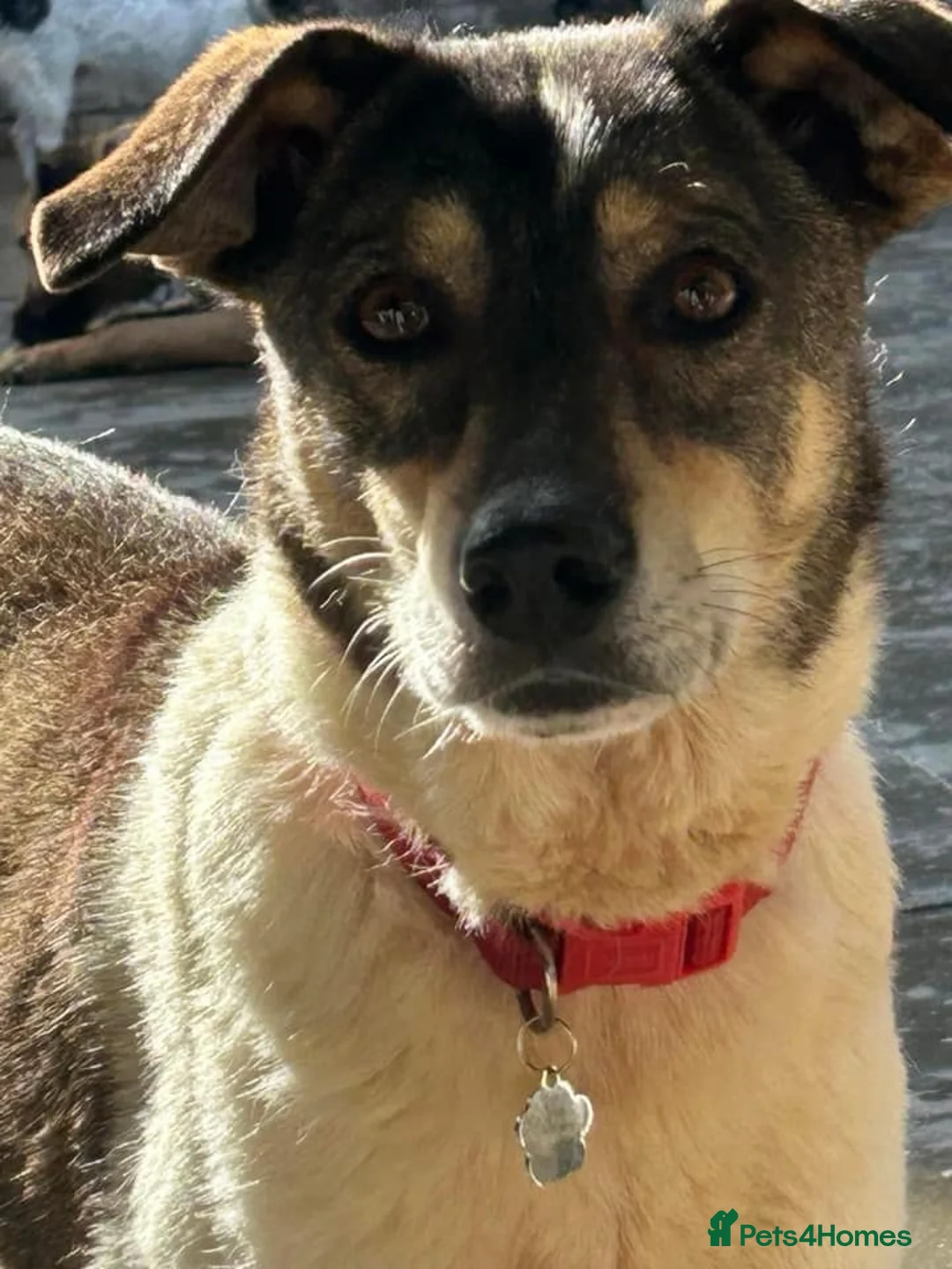 Mixed Breed dogs for adoption: Benjamin - Norwich Norfolk  in Norwich - Advert 8