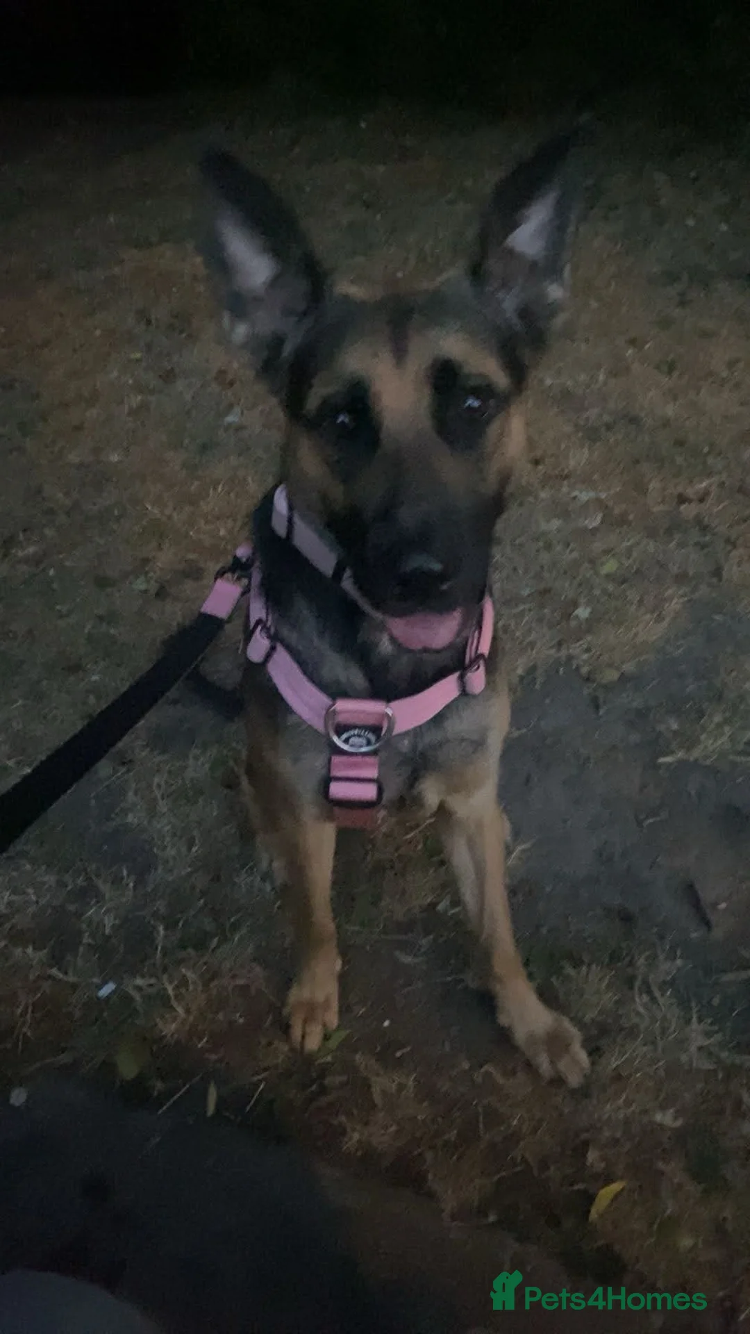 Mixed Breed dogs for sale: 1 yr old German shepherd mixed needs new home  in Pewsey - Advert 2