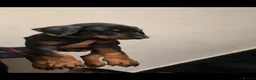 Dobermann dogs for sale: Royal KC Doberman puppies  - Advert 29