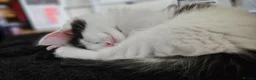 Mixed Breed cats for sale: 2 Gorgeous Fluffy Kittens (1 male 1 female) in Hook - Advert 13