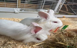 New Zealand rabbits for sale: 3 New Zealand White Rabbits, Ready to leave - Image 2