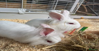 New Zealand rabbits - Advert 5