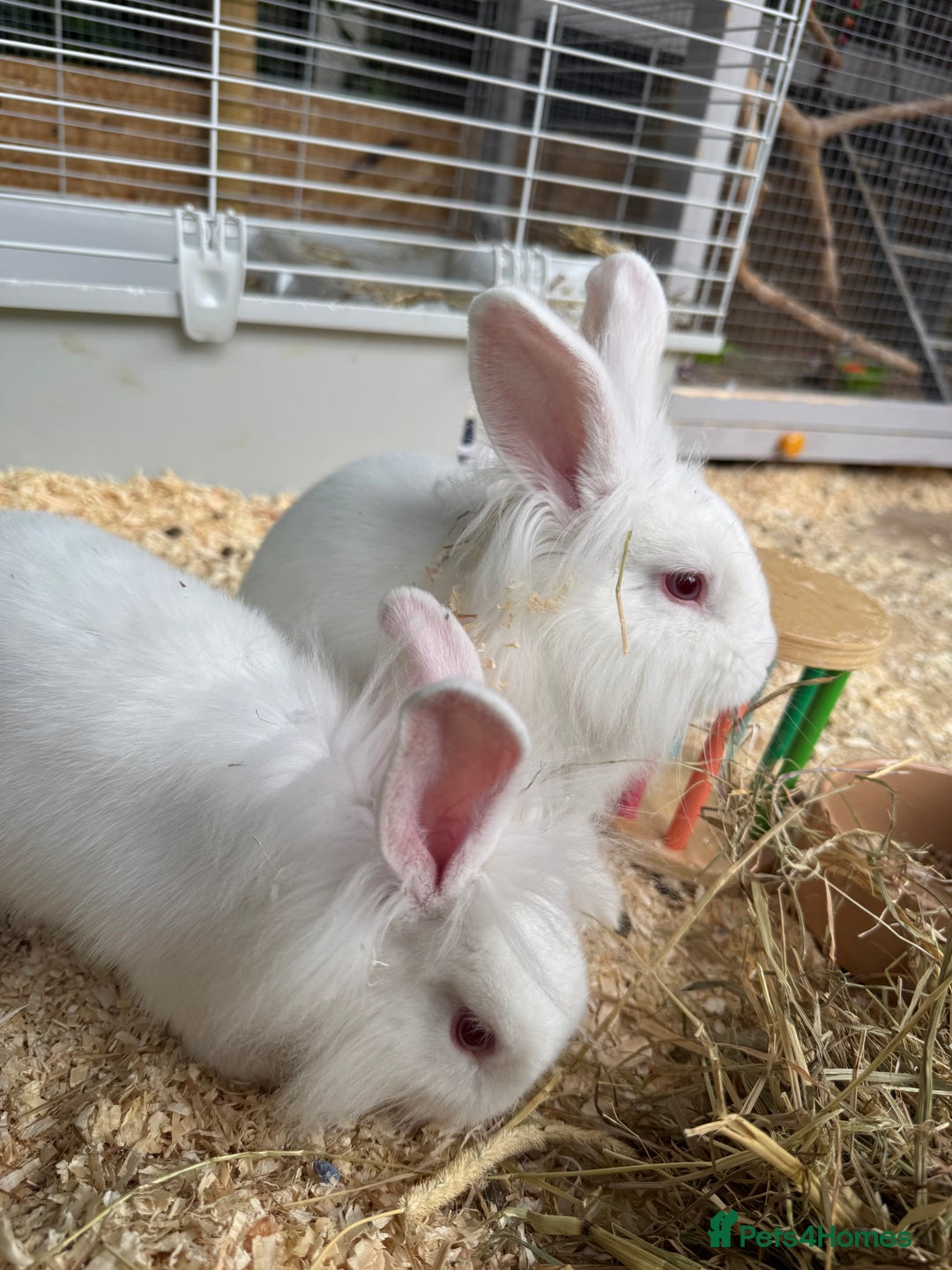 New Zealand rabbits for sale: 3 New Zealand White Rabbits, Ready to leave - Image 2
