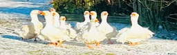 Geese poultry for sale: SEBASTOPOL GOSLINGS - READY NOW - Advert 17