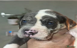 Great Dane dogs for sale: KC registered blue Great Dane puppies - Image 14