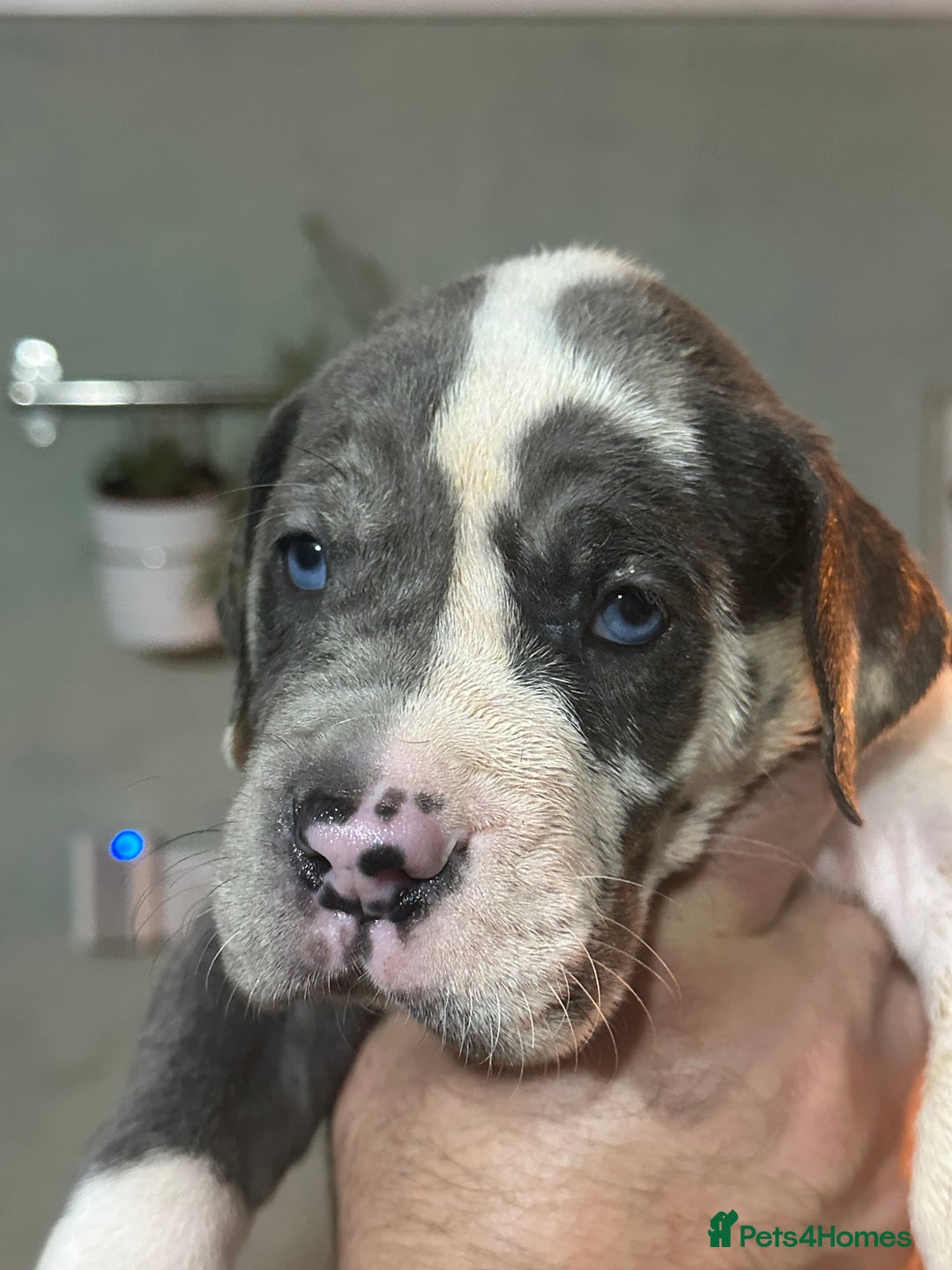Great Dane dogs for sale: KC registered blue Great Dane puppies - Image 14
