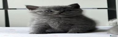 British Shorthair 2