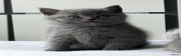 British Shorthair cats for sale: REDUCED BRITISH SHORTHAIRS FOR SALE  - Advert 9