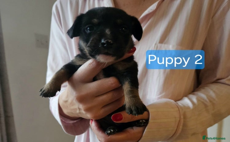 Mixed Breed dogs - Advert 7