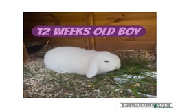 Mini Lop rabbits for sale: BEAUTIFUL MINI LOP BABIES READY NOW  - Image 11