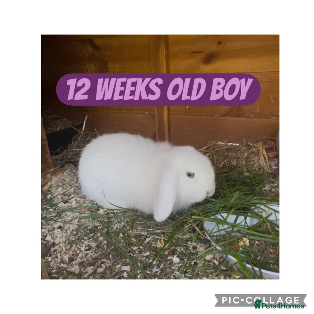 Mini Lop rabbits for sale: BEAUTIFUL MINI LOP BABIES READY NOW  - Image 11