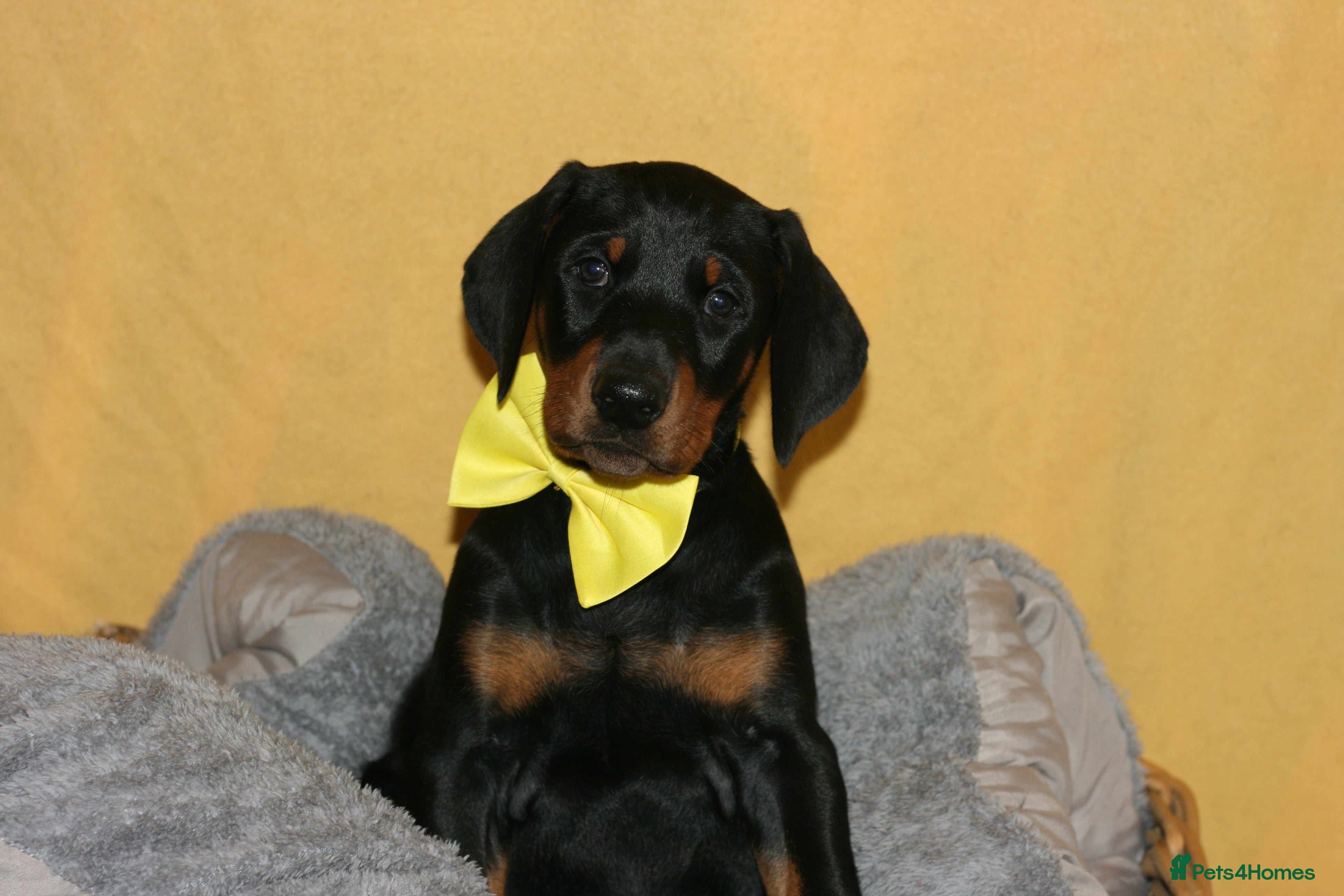 Dobermann dogs Evalesco Dobermanns - Advert 4