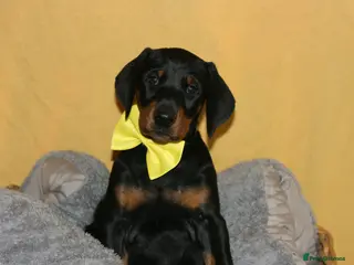 Dobermann dogs Evalesco Dobermanns - Advert 4