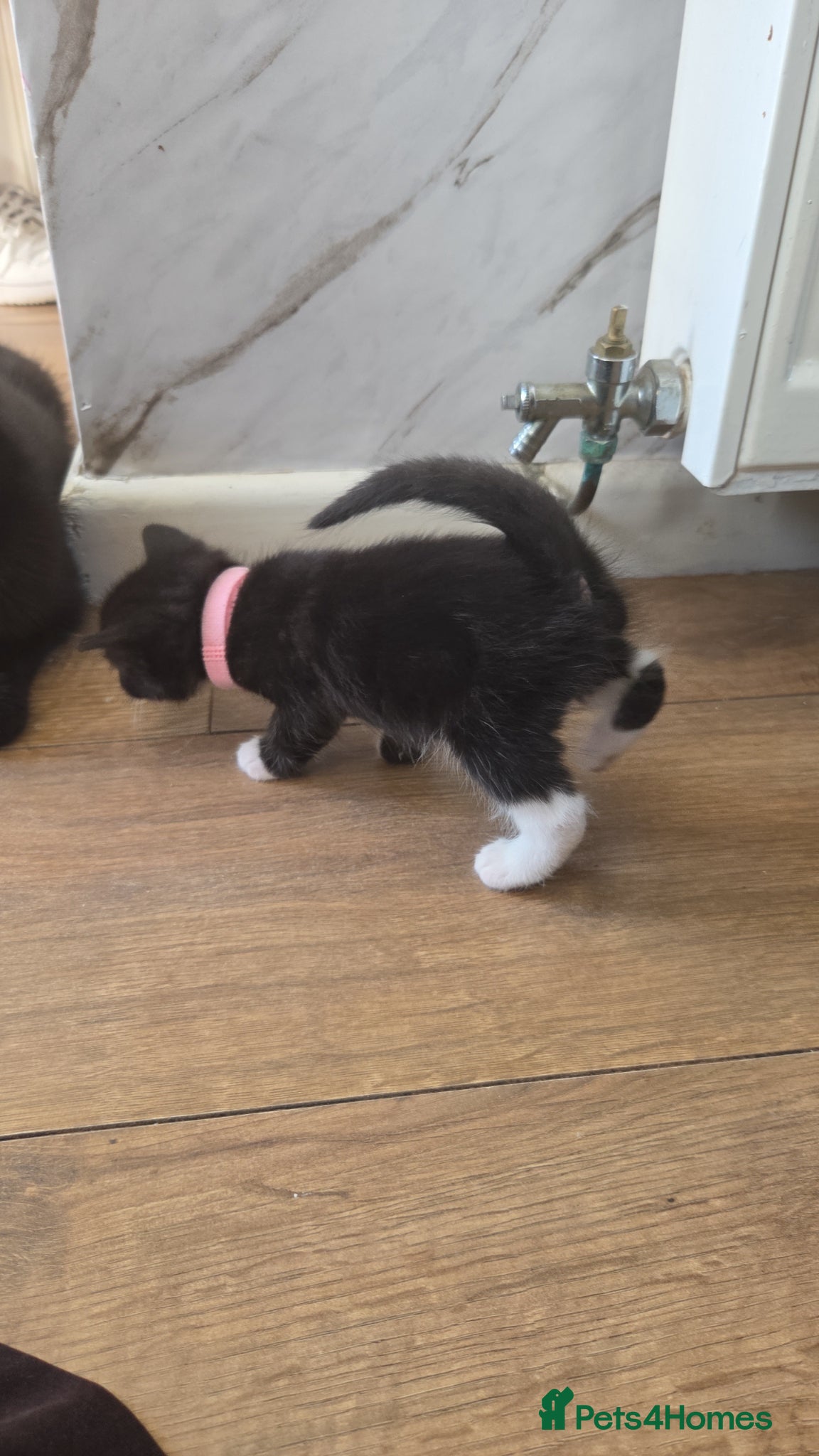 Mixed Breed cats for sale: 5 black and white kittens for sale - Advert 8