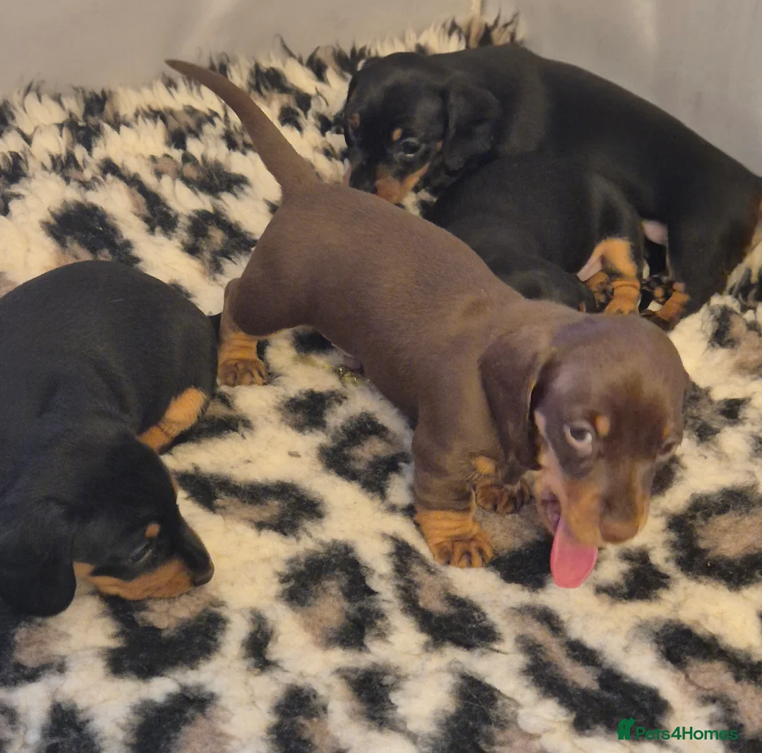 Miniature Dachshund dogs for sale: Adorable KC Pedigree Miniature Dachshund Puppies - Advert 29