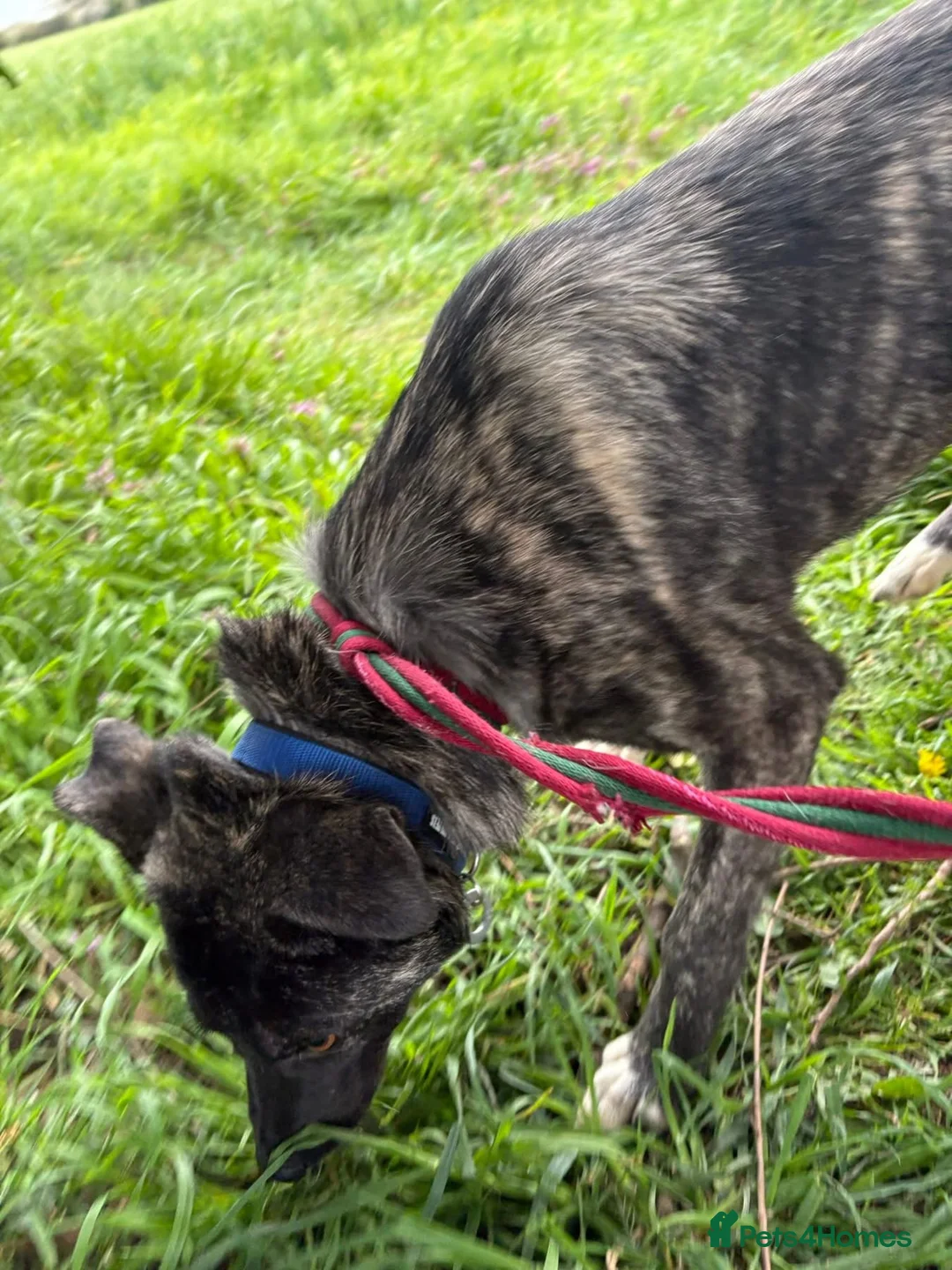 Mixed Breed dogs for adoption: Jasper - Norwich Norfolk  - Advert 1