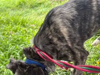 Mixed Breed dogs Jasper - Norwich Norfolk - Advert 10