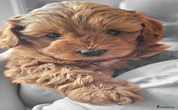 Cavapoo dogs - Advert 9