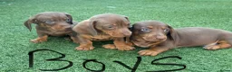 Dachshund dogs for sale: Dachshund Puppy’s  - Advert 4