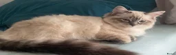 Ragdoll cats for sale: Beautiful pure ragdoll kitten looking for a home  - Advert 7