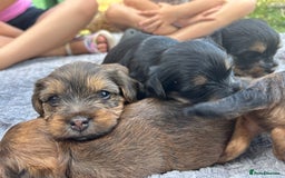 Yorkshire Terrier dogs for sale: Yorkshire Terrier puppies - Image 13