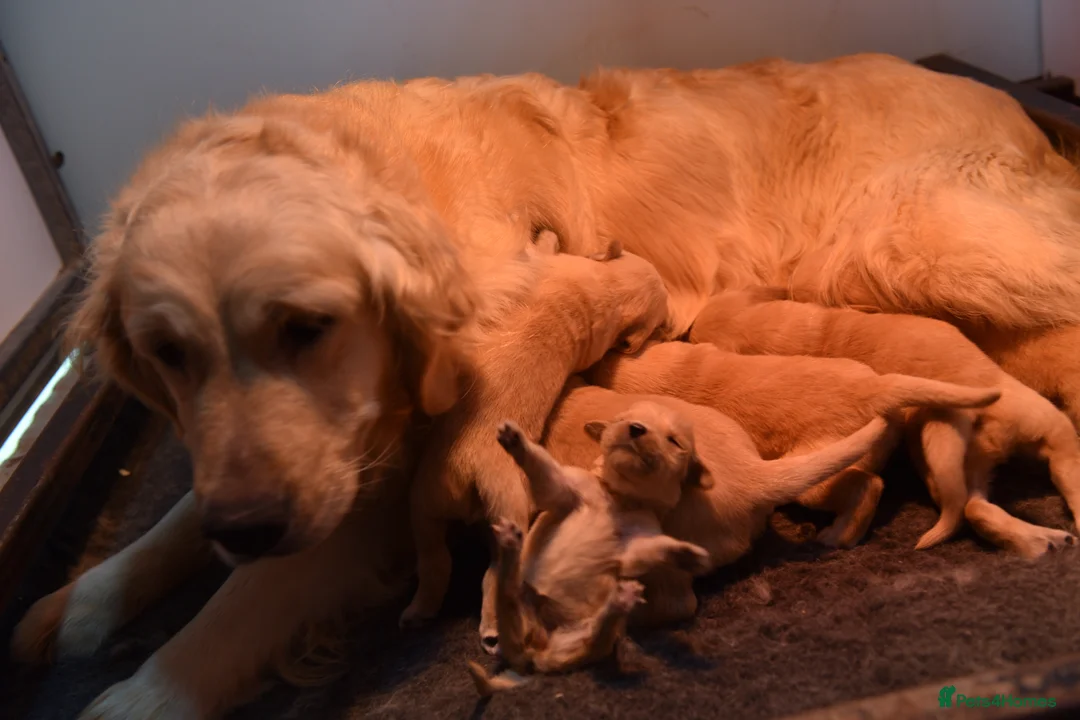 Golden Retriever dogs for sale: Traditional Dark Golden Retriever Puppy’s KC Reg in Sleaford - Advert 2