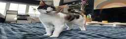 Domestic Shorthair cats for sale: Family cat needs a new home - Advert 5