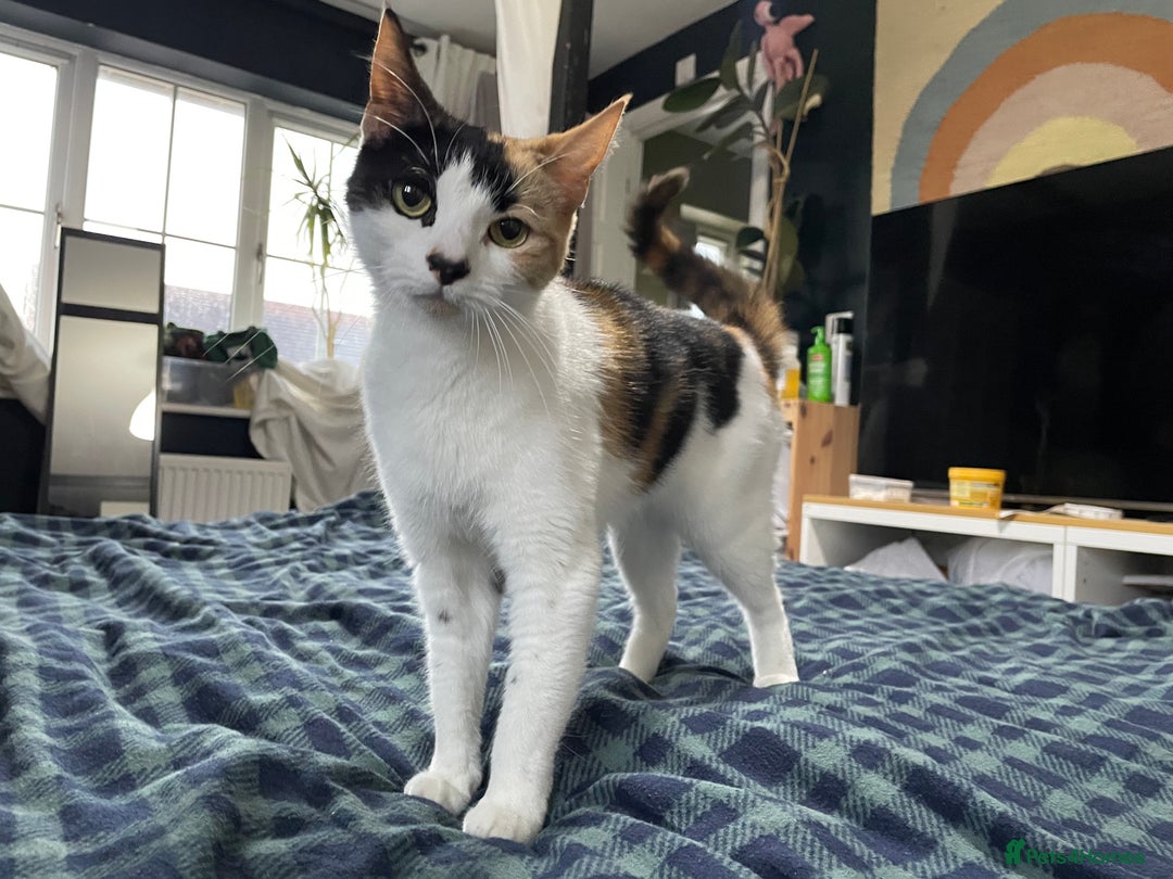 Domestic Shorthair cats for sale: Family cat needs a new home - Advert 5