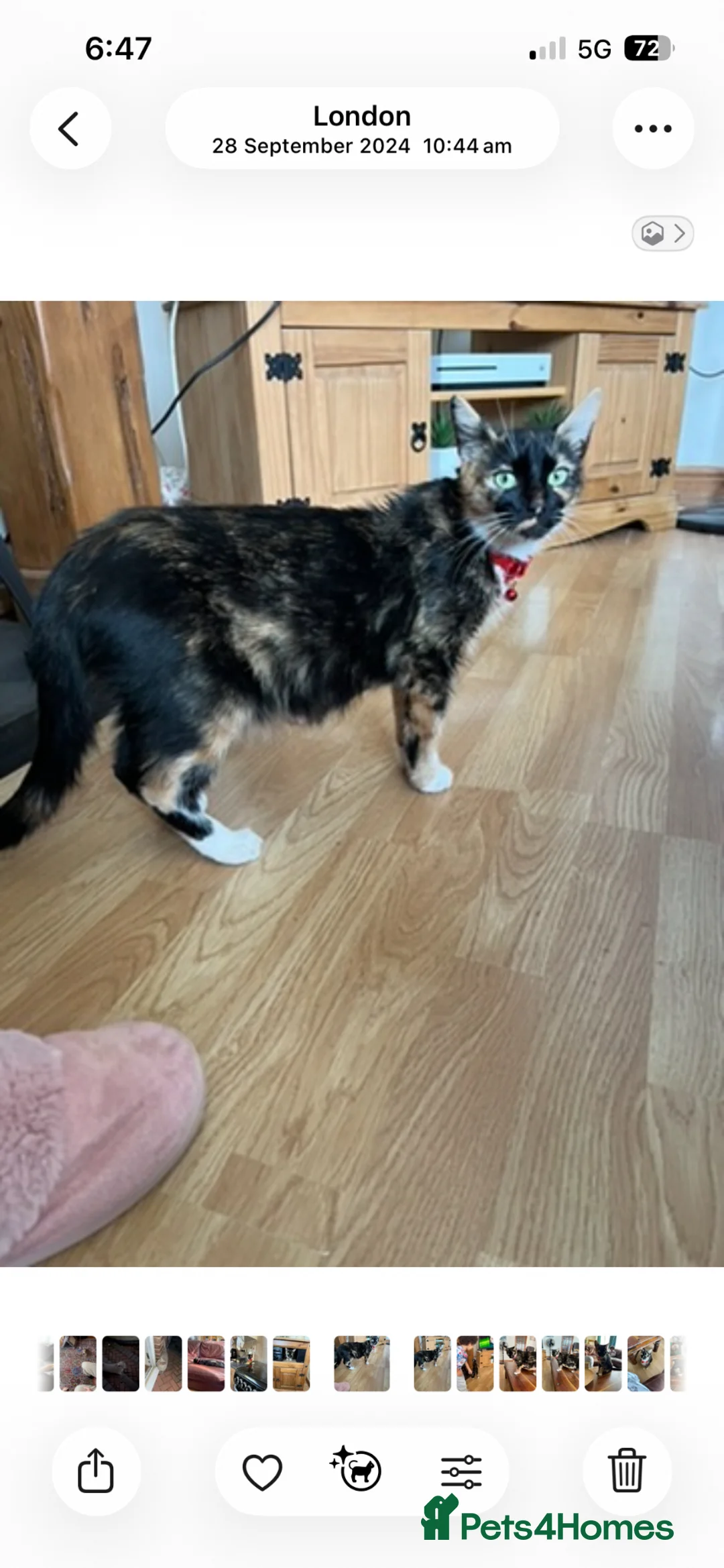 Mixed Breed cats for sale: Adult cat for sale  - Advert 2