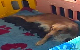 Cocker Spaniel dogs for sale:   KC Registered cocker spaniel 🐾🐾🐾🐾🐾🐾🐾🐾 - Image 15