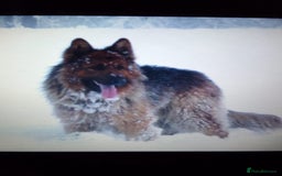 German Shepherd dogs for sale: German shepherd pups for sale  - Image 13
