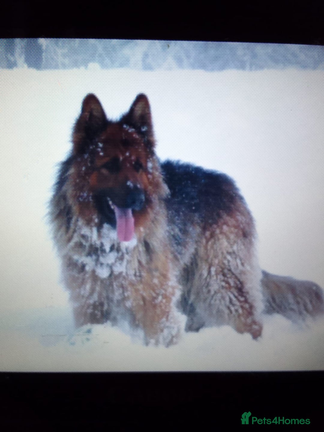 German Shepherd dogs for sale: German shepherd pups for sale  - Image 13