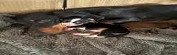 Dachshund dogs for sale: Beautiful mixed litter dachshund puppies in Pontefract - Advert 8