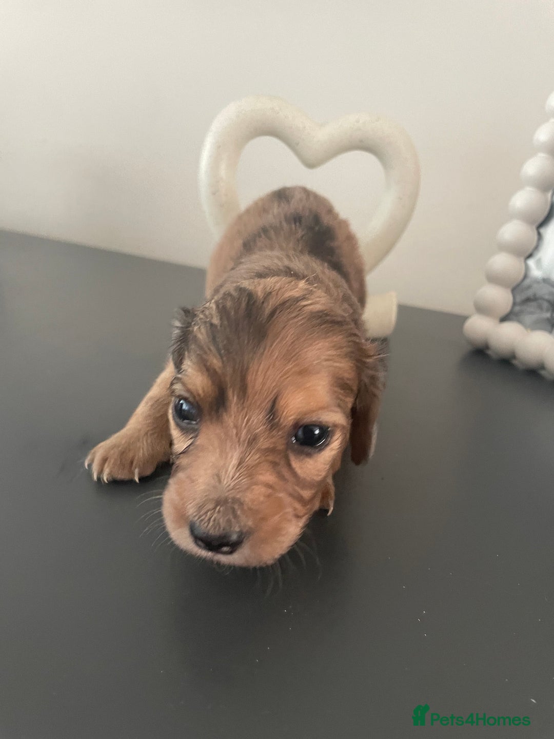Miniature Dachshund dogs for sale: Long haired dachshund puppies   - Image 22