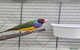 Finches birds for sale: Gouldian finch - Image 1