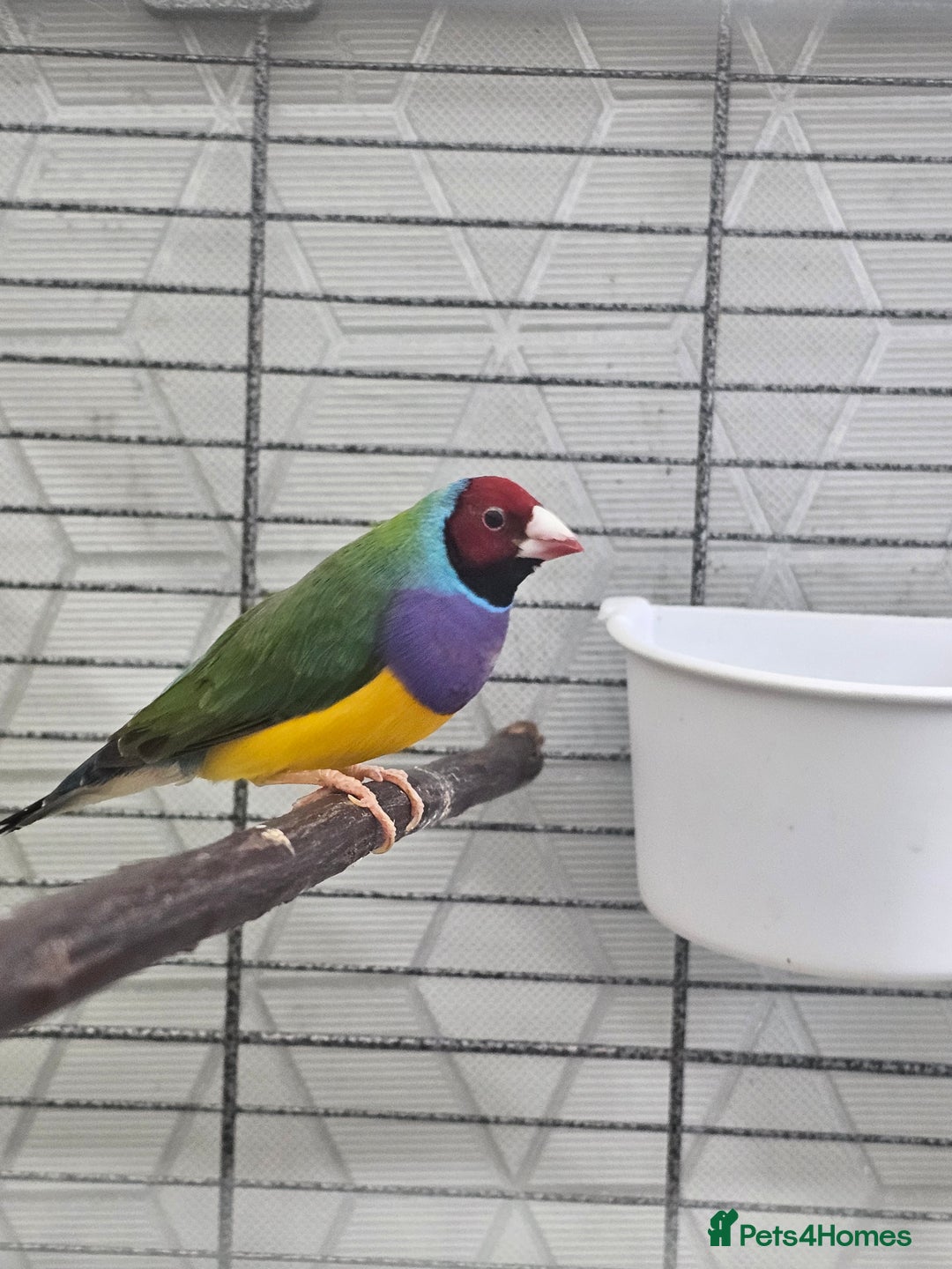 Finches birds for sale: Gouldian finch - Image 1