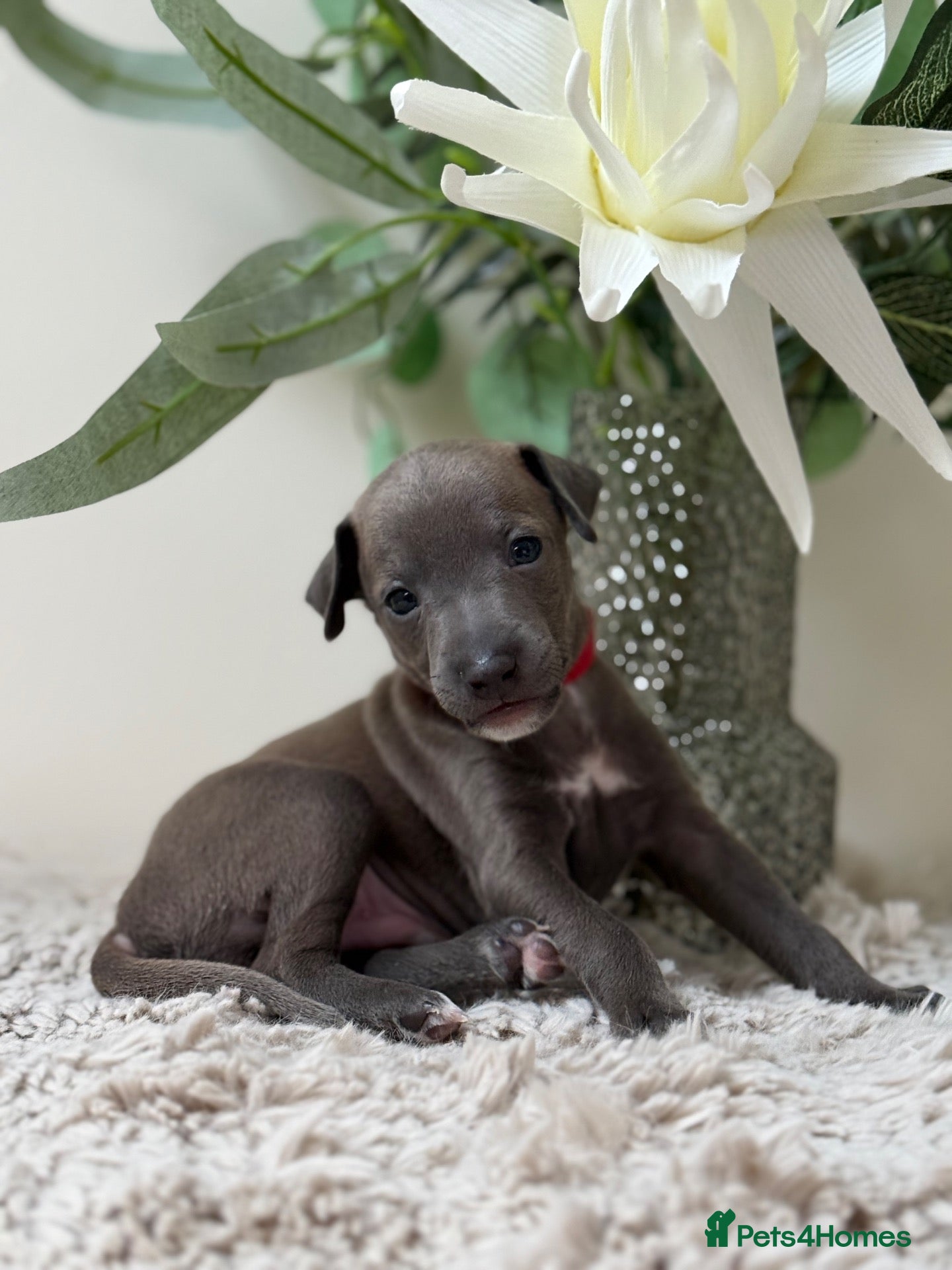 Italian Greyhound dogs Beautiful Italian Greyhound Puppies, Ready October - Advert 2