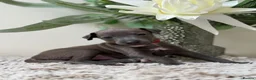 Italian Greyhound dogs for sale: KC registered Beautiful pups - Advert 2